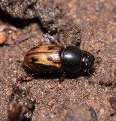 Chilothorax