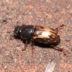 Chilothorax