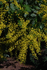 Koelreuteria paniculata