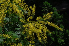 Koelreuteria paniculata