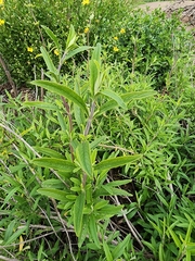 Salvia mellifera