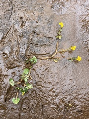 Caltha palustris