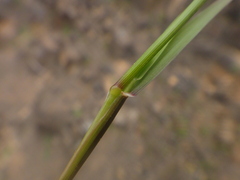 Lolium canariense