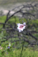 Gladiolus roseovenosus