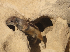 Atlantoxerus getulus