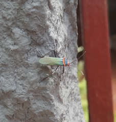 Sphictyrtus chrysis