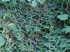 Polygonum plebeium