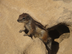 Atlantoxerus getulus