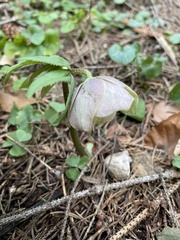 Helleborus purpurascens