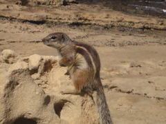 Atlantoxerus getulus