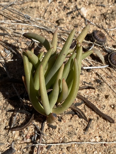 Cephalophyllum tricolorum