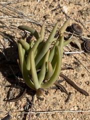 Cephalophyllum tricolorum