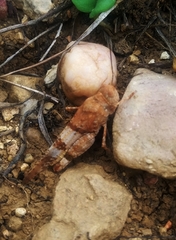 Trimerotropis pistrinaria