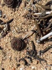 Cephalophyllum tricolorum