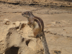 Atlantoxerus getulus