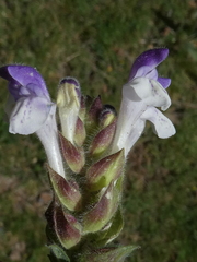 Scutellaria alpina