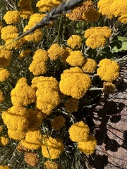 Helichrysum splendidum