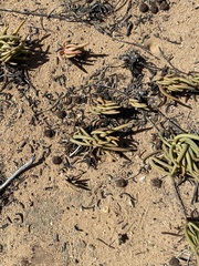 Cephalophyllum tricolorum