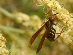 Polistes cavapytiformis