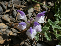 Scutellaria alpina