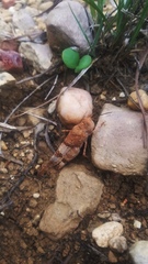 Trimerotropis pistrinaria