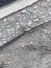 Passer domesticus