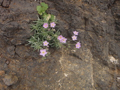 Spergularia fimbriata