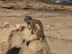 Atlantoxerus getulus