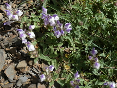Scutellaria alpina