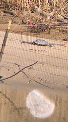 Deirochelyinae
