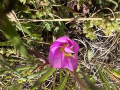 Oxalis obliquifolia