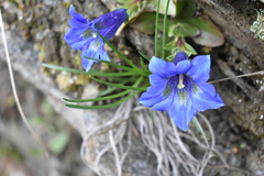 Gentiana acaulis