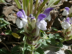 Scutellaria alpina