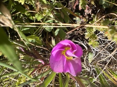 Oxalis obliquifolia