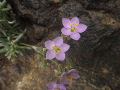 Spergularia fimbriata