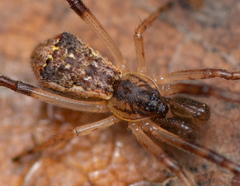Episinus angulatus