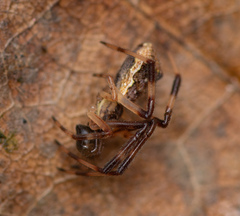 Episinus angulatus