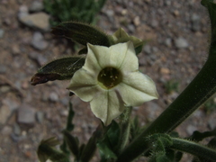 Nicotiana
