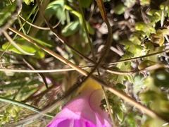 Oxalis obliquifolia