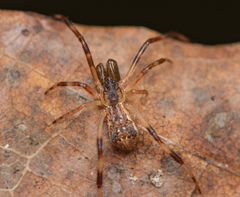 Episinus angulatus