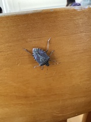 Halyomorpha halys