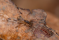 Episinus angulatus
