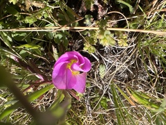 Oxalis obliquifolia
