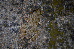 Scinax granulatus