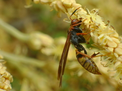Polistes cavapytiformis