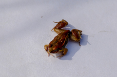 Physalaemus biligonigerus