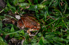 Physalaemus biligonigerus