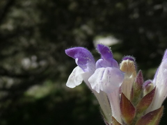 Scutellaria alpina