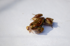 Physalaemus biligonigerus