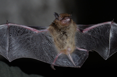 Eptesicus furinalis